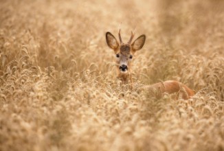 Obrázek Deer in the field