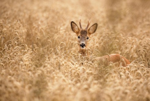 Picture of Deer in the field