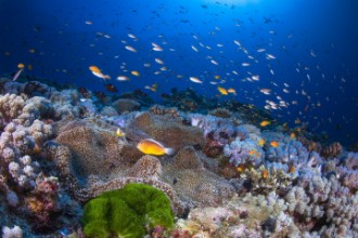 Poza cu Anemon and Anthias