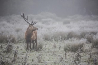 Bild von Prideful. deer.