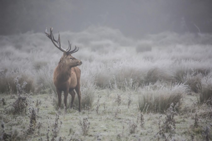 Image de Prideful. deer.