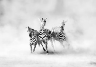 Image de ZEBRAS