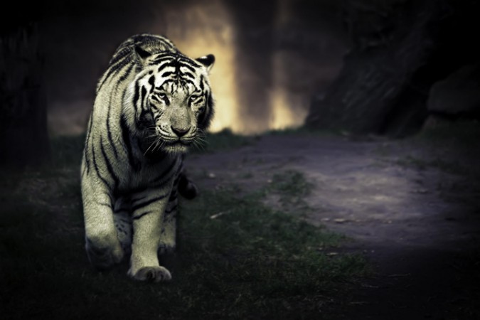 Afbeeldingen van White walker