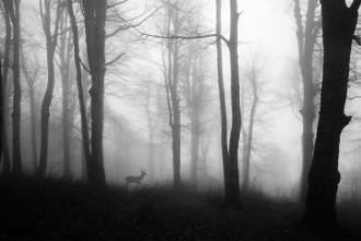 Picture of Forest