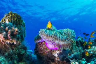 Imagen de Sea life