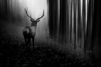 Picture of Stag