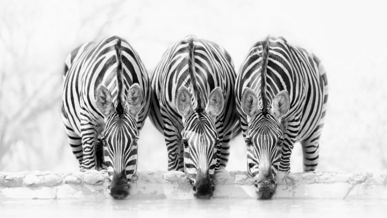 Picture of Zebraer