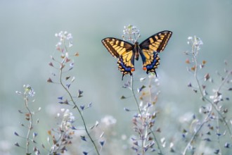 Kép Swallowtail beauty