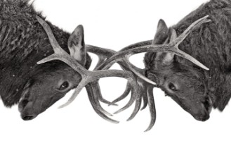 Bild vun Eye to Eye - Elk fight
