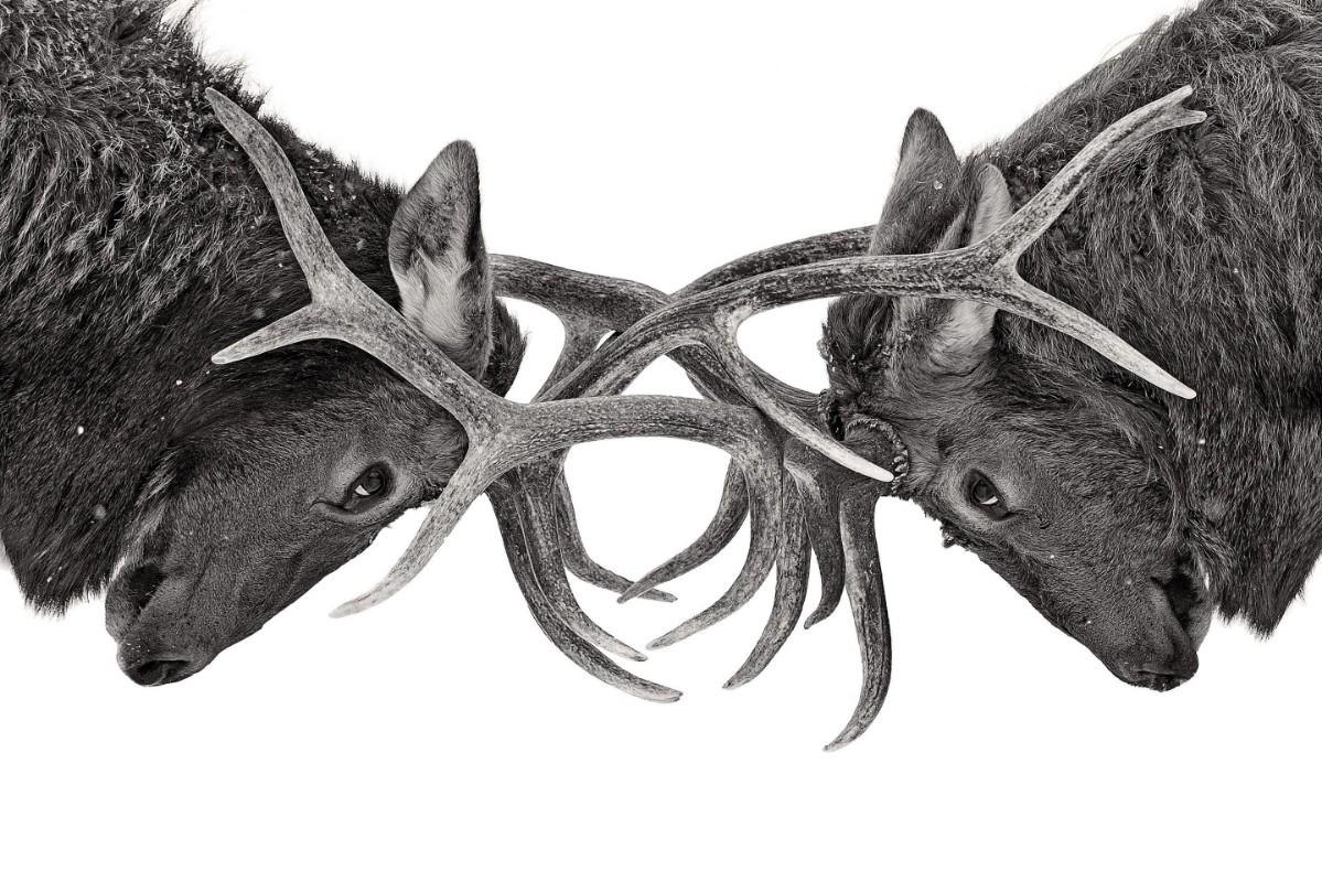 Picture of Eye to Eye - Elk fight