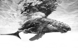 Slika Humpback whale calf