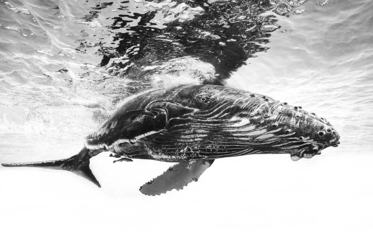 Bild von Humpback whale calf