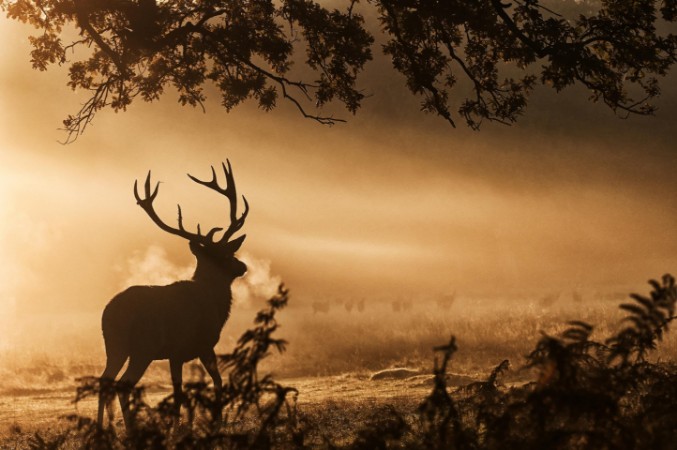 Picture of Light ray