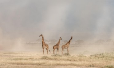 Afbeeldingen van Weathering the Amboseli Dust Devils