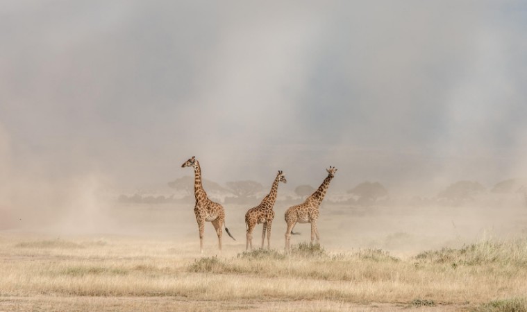 Image de Weathering the Amboseli Dust Devils