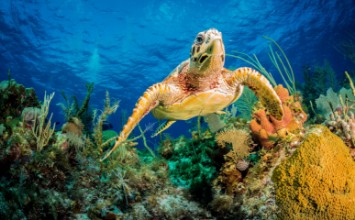 Снимка на Hawksbill turtle swimming through carribean reef