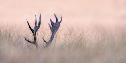 Obrazek Hide & seek (horn of stag)