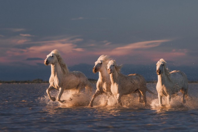 Bild på Angels of Camargue