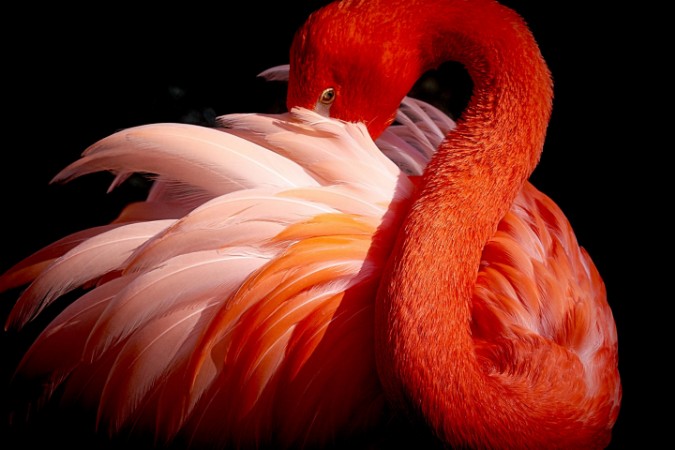 Picture of Flamingo