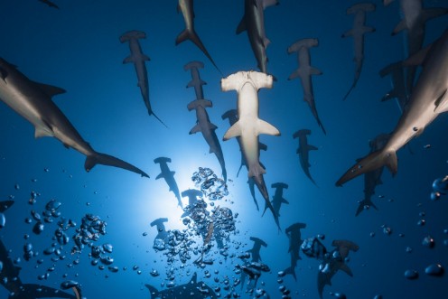 Picture of Hammerhead Shark