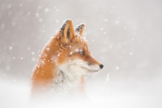Εικόνα της Snow is falling...