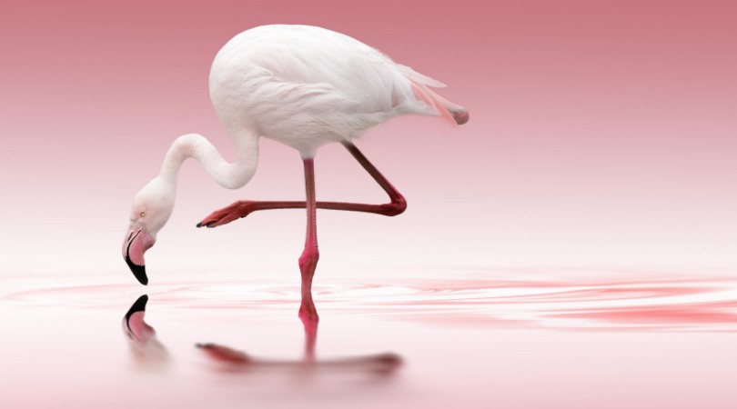 Picture of Pink Flamingo