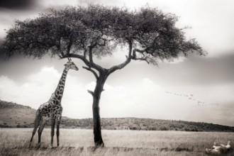 Immagine di Under the African sun