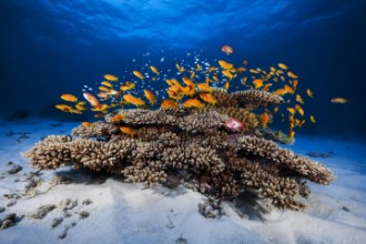 Kép Marine life