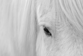 Bild von Whisper of Iceland