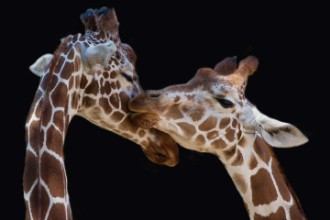 Attēls The kiss