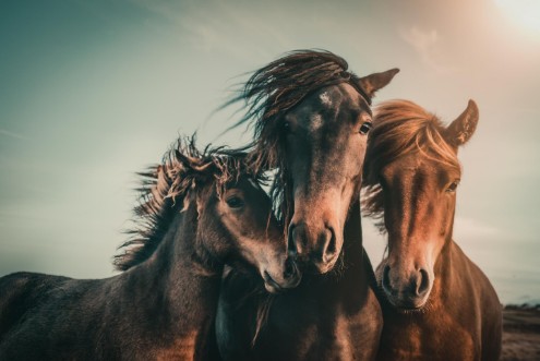 Image de Family portrait