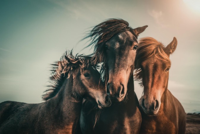 Picture of Family portrait