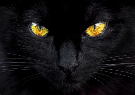 Image de The hypnotist of the night