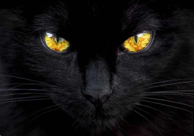 Picture of The hypnotist of the night