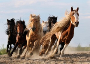 Afbeeldingen van Lucky Six