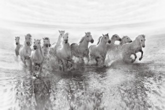 Image de Illusion of power (13 horse power though)