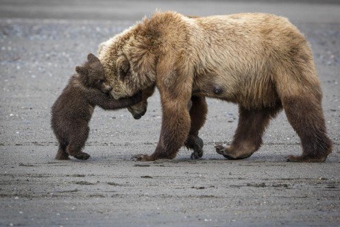 Picture of A Little Bear Hug