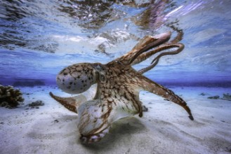 Bild von Dancing Octopus