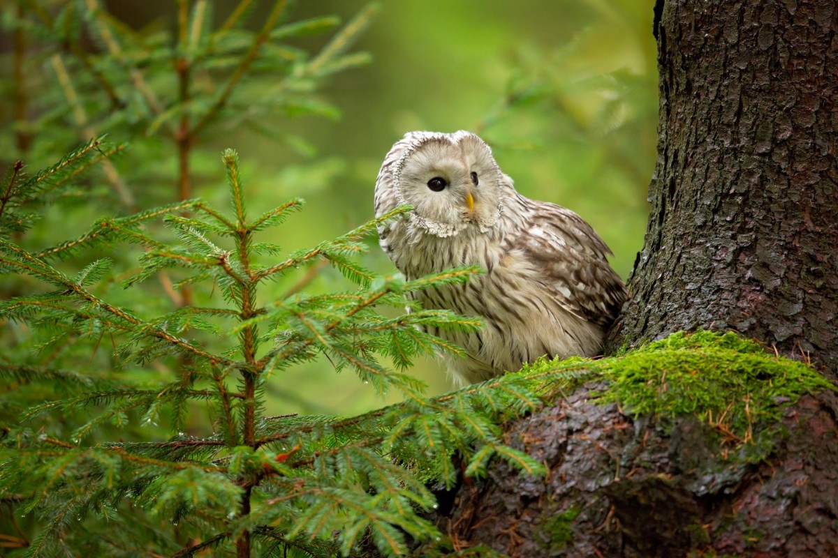 Picture of Ural Owl