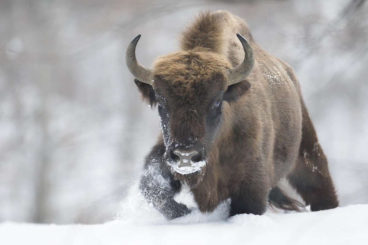 Afbeeldingen van Rewilded