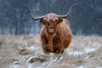 Imagen de Snowy Highland cow