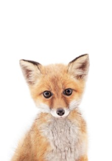 Bild von Baby Fox