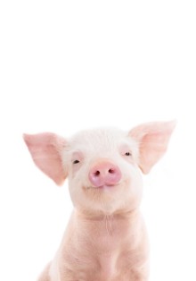 Bild von Baby Pig