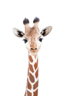 Image de Girafe bébé