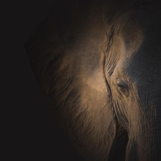 Picture of Gentle Giant