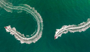 Sea snake paveikslėlis