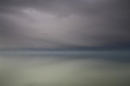 Geese Flight photowallpaper Scandiwall