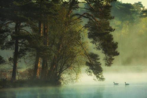 Picture of Dutch fen