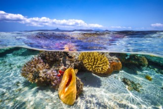 Kép Lagoon life