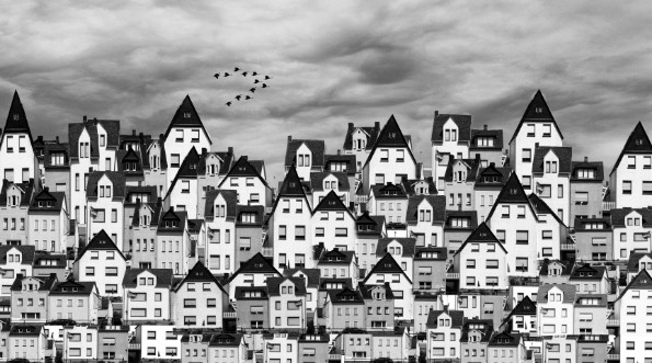 Picture of The Magic Swan Geese